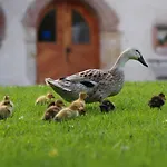 Tourist Farm Senkova Domacija Zgornje Jezersko