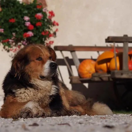 ファームステイ Tourist Farm Senkova Domacija ゴレンスカ地方