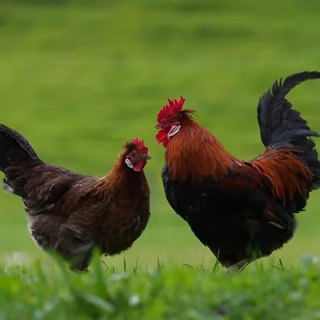 Tourist Farm Senkova Domacija ファームステイ