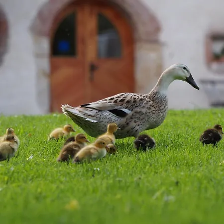 Tourist Farm Senkova Domacija Zgornje Jezersko