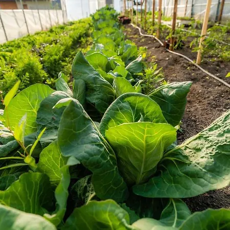 Farma Tourist Farm Senkova Domacija