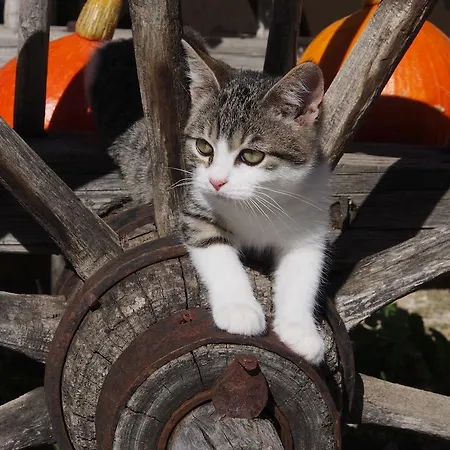 Tourist Farm Senkova Domacija * ゴレンスカ地方