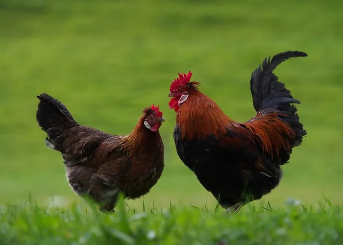 Tourist Farm Senkova Domacija Farm stay