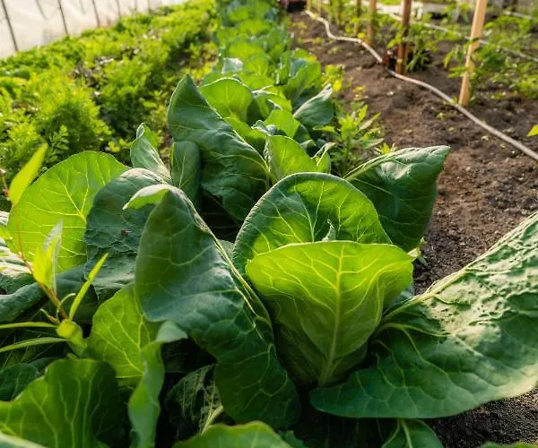 مزرعة للإقامة Tourist Farm Senkova Domacija