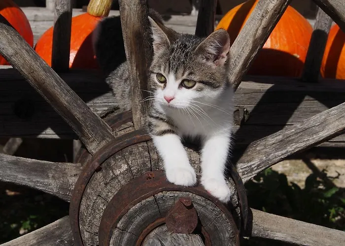 Tourist Farm Senkova Domacija * زغورنجي جيزرسكو